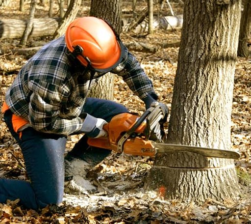 Tree Removal in Rugby, TN